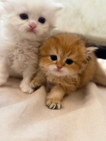 etibarlı ellere pişik: Şotland yastı qulaq, Dişi — 5