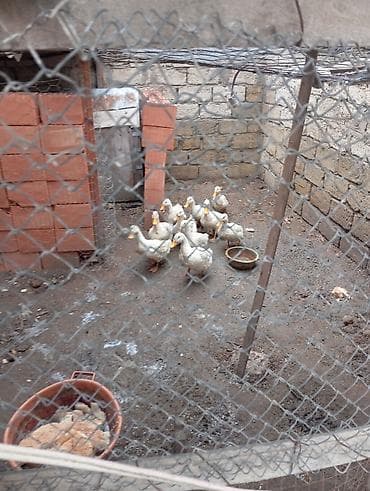 Yemlər: Satılır: ağ rəngli ördəklər (qrup halında) - Növ: evdə bəslənmiş ağ — 2