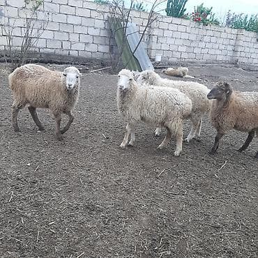 balaca quzu: Boqaz qoyunlar 10 gune baladan cxacaq ve erkeyli disili damazliq ve — 1