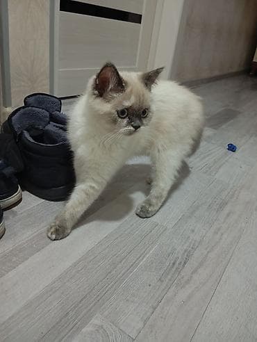 Quşlar: Siam, Dişi — 1