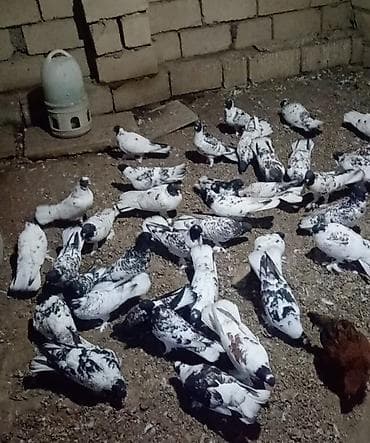 Göyərçinlər.40dan çoxdu