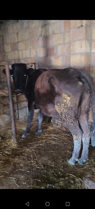 xasqi balasi: Satılır: inək və balasi isteyen zeng vursun 0707542181 — 1