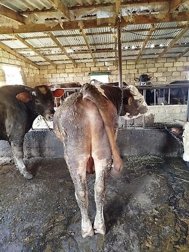 тап аз птицы: Uzun zamandır Arpa yemi və kəpəklə qulluq olunur, çəki verən mallardır — 7
