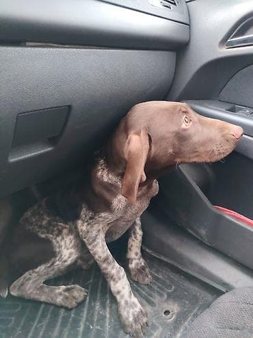 heyvan paltarları: Alman qısatüklü ov iti (German Shorthaired Pointer) balası 5 aylig — 3
