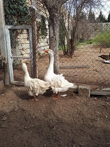 Qaz: Erkək, Damazlıq — 3