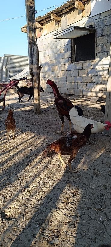 Xoruz, Heyratı, il: 1, Ünvandan götürmə, Ödənişli çatdırılma, Rayonlara çatdırılma — 8