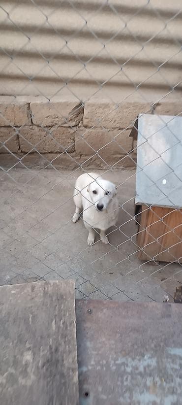 itlerin satisi 2021: 8 ay, Erkek, Ünvandan götürmə — 4