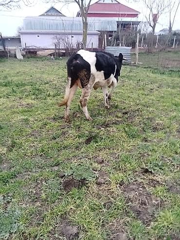 Keçilər, çəpişlər: Temiz ivanofkadi 1ci qardi mayalama balsi var anqus ayı yarmliqdi — 2