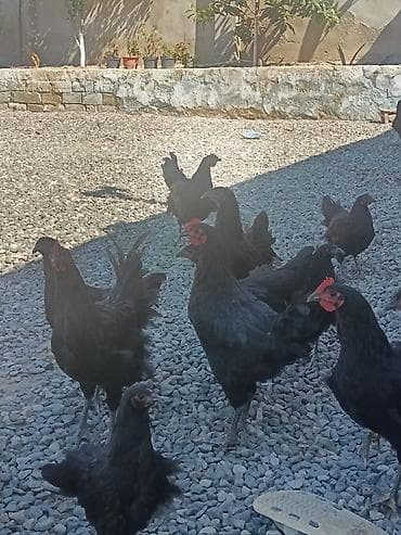 broyler cuce satisi: Avstoroluq xoruzlari 4ayliqdi 1denesi 20manat — 1