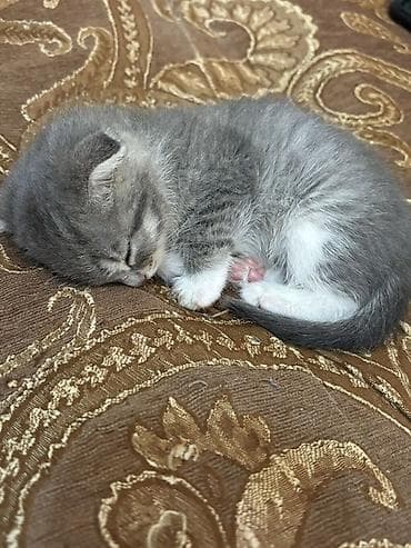 pisi: Şotland, Erkək, Dişi — 8