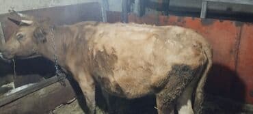 inek yemi: Dişi, il: 10, 250 kq, Damazlıq — 1