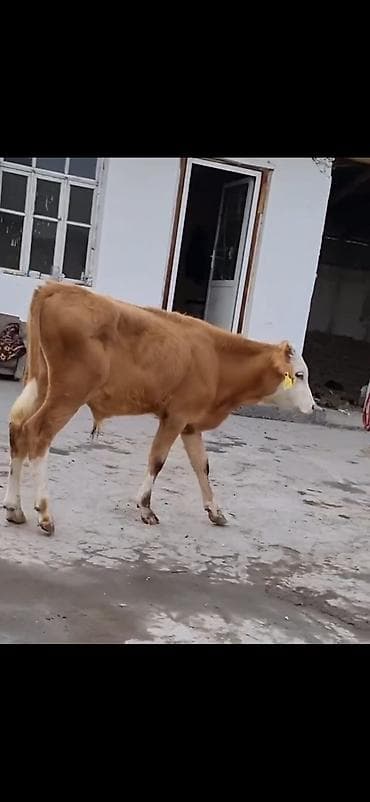 bakida it satisi: Erkek simental dana 4 ay bitecek — 2