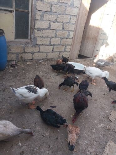 2 eded qaz satlr 30 manat 1 xoruz 1 fere gence erazzsi catdrmax olar