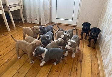 Pitbul, 2 ay, Peyvəndli, Ünvandan götürmə lalafo.az -da Pitbul, 2 ay, Peyvəndli, Ünvandan götürmə
