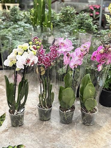 bit bazarı: Сüt çubuq orxideyalar satışda. Vatsapp mövcuddur!. Çatdırılma — 4