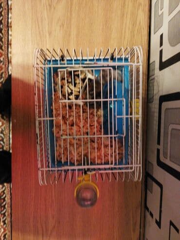 Pişiklər: Qəfəs + 2 xamyak + su qabı + fırlanma+20 AZN təcili kim istəsə desin — 5