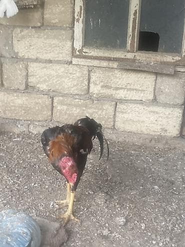 xoruz sekli: Xoruz, il: 1, Ünvandan götürmə — 2