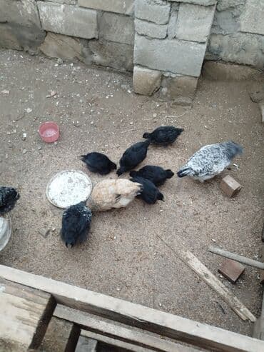 xarkov cuce: Toyuq cücələri, Ətlik — 3