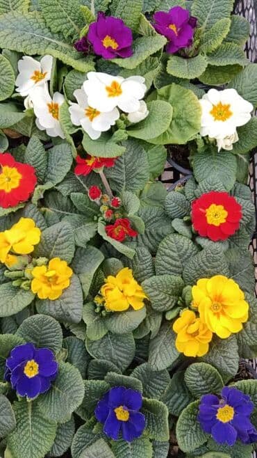 əhəng daşı satışı: Torf gubresinn satşi 2.50kepik çox olana endirim olacaq super — 7