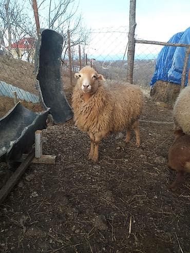 Məhsul: Qoyun (analıq) və quzular salam 1 ci qarna toğrul aprel axırı