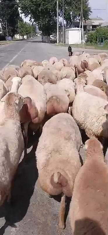 şirin it adları: Dişi, il: 1, Damazlıq, Pulsuz çatdırılma — 2