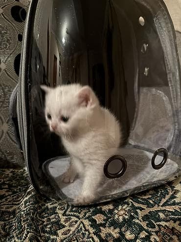 ag pisik sekilleri: Dişi — 8