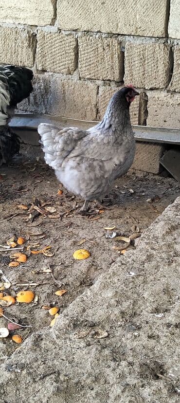 serebrist cuce satisi: Iki ilin Brama xoruzu təmiz cinsi di qatışqı yoxdu endirim olacaq bir — 5