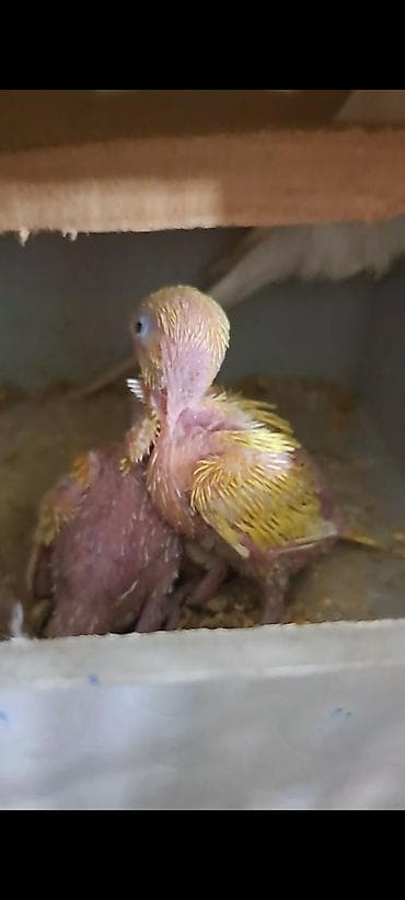 iran qusu: Hazır çex ailəsi Çex — 4