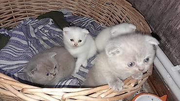 Şotland lalafo.az -da Şotland