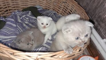 xoruz satışı: Şotland, Erkək, Dişi, Yaxşı əllərə, Ünvandan götürmə, Pulsuz çatdırılma, Ödənişli çatdırılma — 10