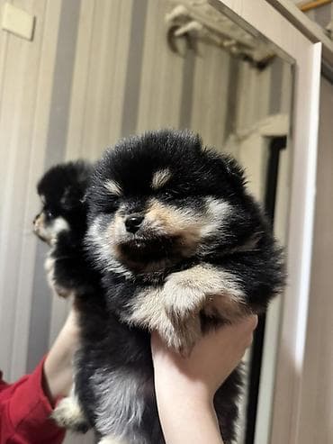 şpitiz: Şpitz, 1 ay, Erkek, Ünvandan götürmə — 2