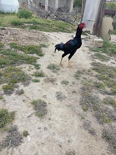 Heyrati bece qara rengde 7 ayliqdi