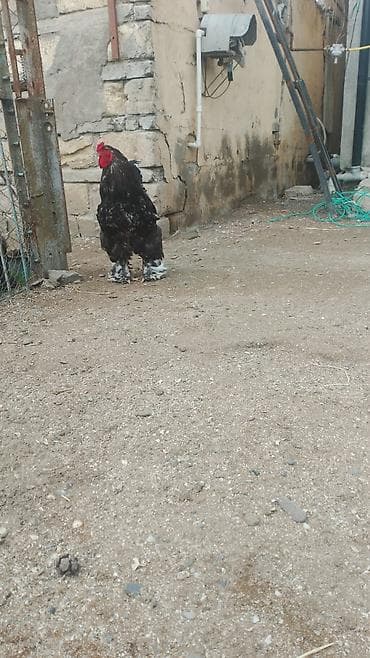 kend toyuqlari: Toyuq, Brama, Damazlıq — 1