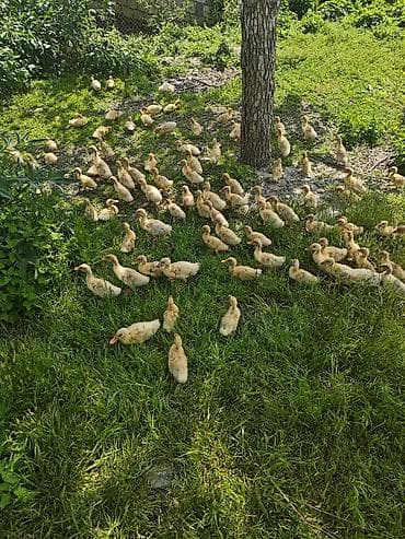 tap.az heyvanlar qusar: Salam, ciddi alıcılar əlaqə saxlasın, qiyməti 4 manat ( Pekin) — 1