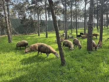 hovuz temizliyi: Qoyun və Keçi Otarma Xidməti - Yaşıllıq sahələrinin, sənaye və — 9