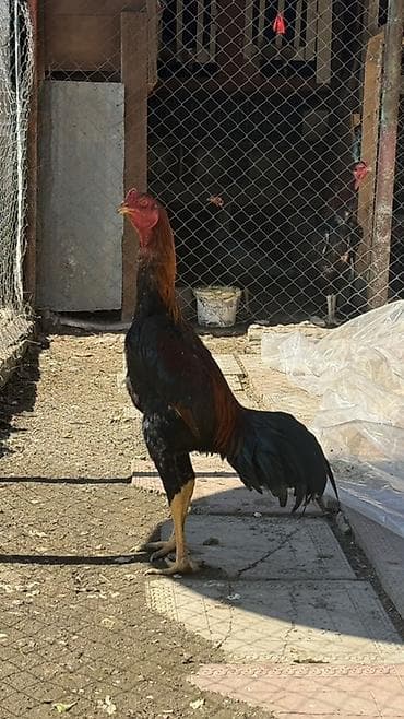 Heyratı beçesi satılır 8 aylıqdır cidi alıcılara etraflı melumat lalafo.az -da Heyratı beçesi satılır 8 aylıqdır cidi alıcılara etraflı melumat