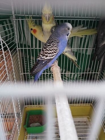 купить кур: Məhsul:Kanareka Ev quşu – dalmatin naxışlı-mavi rəngli dalğalı bülbül — 5