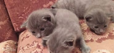 xaski it satisi: Britan, Erkək, Dişi — 2