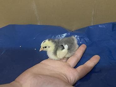 cucelerin satisi: Salam. Təmiz qan bramo cücələridir. 1 həftəni keçib mayalı yem ve — 8