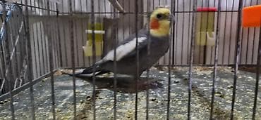 it balalari satilir: 2 korella ələ öyrəşib. Çiyinlərdə oturur 1 erkək 1 dişi Böyük qəfəslə — 2