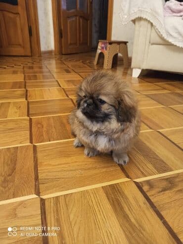itlərin qiymətləri: Pekines, 2 ay, Ünvandan götürmə — 2