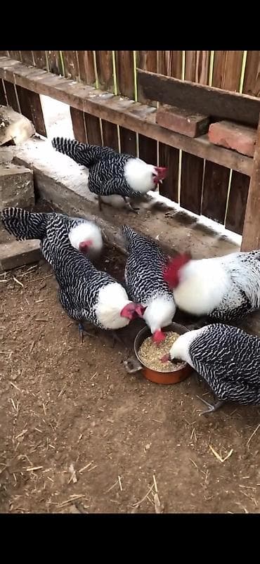 iri buynuzlu mal: Toyuq, Yumurtalıq — 1