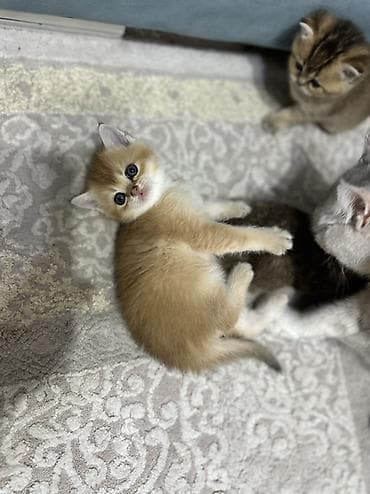 сколько стоит котенок: Британская, Самка, Для вязки, Бесплатная доставка — 6