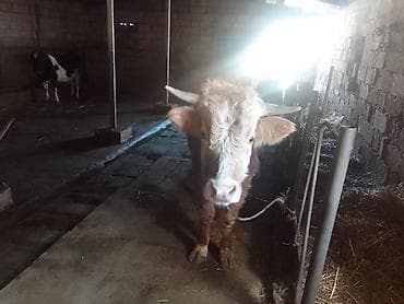 Hinduşkalar: Dana, buzov, Erkək, ay: 1, 135 kq, Ətlik, Ünvandan götürmə, Ödənişli çatdırılma — 3