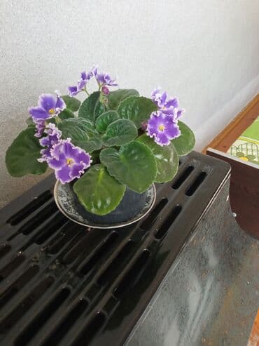 dibcək gulləri ev gulleri ve adlari: Bənövşə (Afrika bənövşəsi) – bənövşəyi çiçəkli, xırda dalğalı ləçəklər — 3