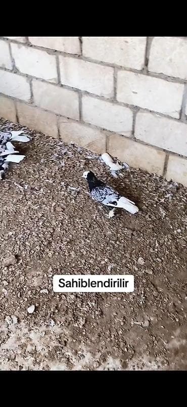 ucuz bala pişiklər: Məhsul: Seçmə rəngli ev göyərçinləri (kumral/tünd-bej tonlarda) — 10