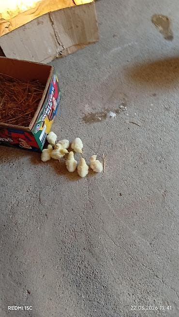 Inəklər, öküzlər: Məhsul: Ana toyuq və balaları Təsvir: - Açıq rəngli (krem-bej tüklü) — 3