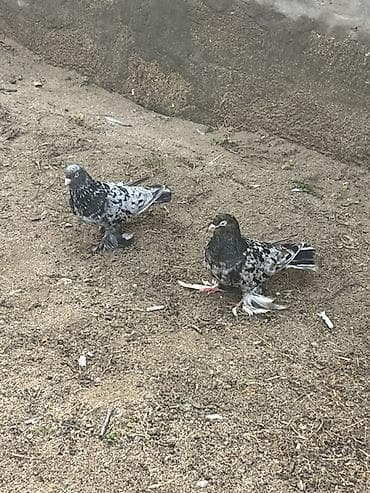goyerçin yuvasi: Salam hazır cütdülər yumrtaya döyürlər — 3