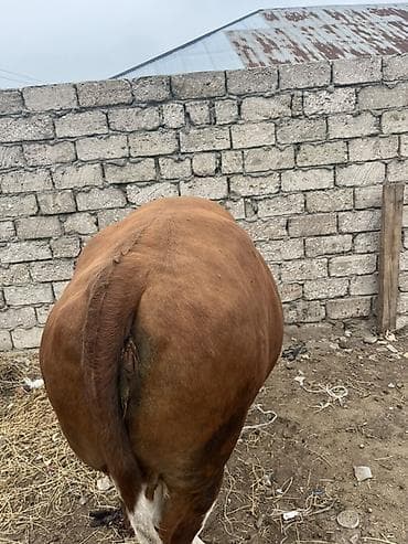 iney dana: Simental etik — 4