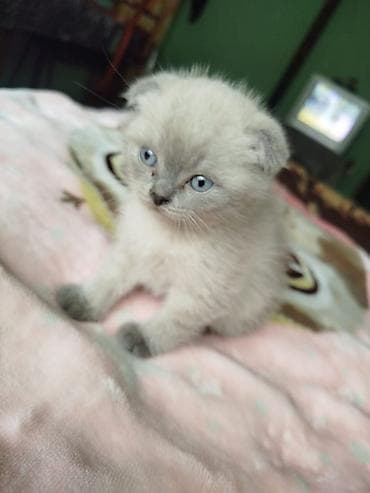 piwik sekilleri: Şotland — 4